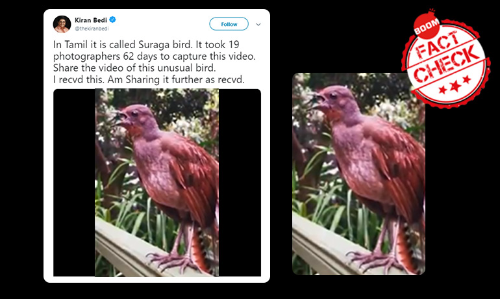 Video Of Natures Beatbox Lyrebird Viral With Bizarre Claim