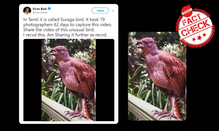 Video Of Natures Beatbox Lyrebird Viral With Bizarre Claim
