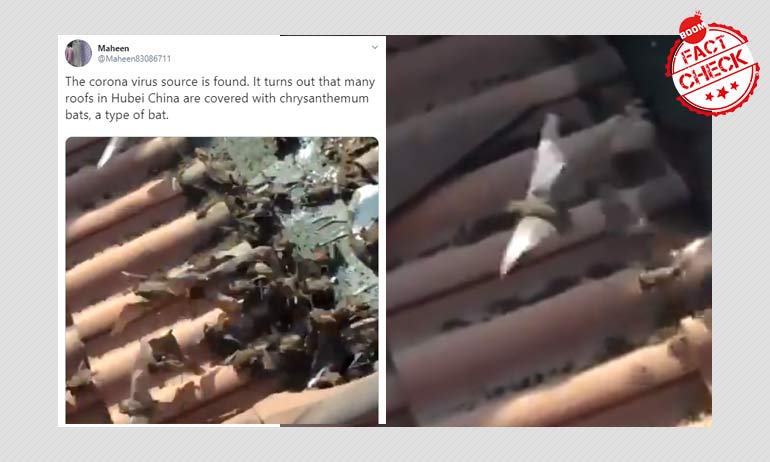 Bat Infestation Video From Florida Falsely Shared As Coronavirus Source Found Bat Infestation Video From Florida Falsely Shared As Coronavirus Source Found