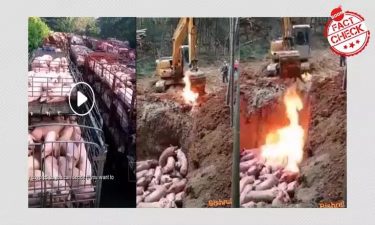Videos Of Mass Culling Of Pigs To Stop Swine Fever Falsely Linked To Coronavirus