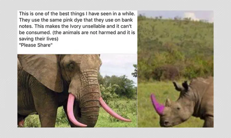 These Pink Tusk Anti Poaching Images Are Photoshopped