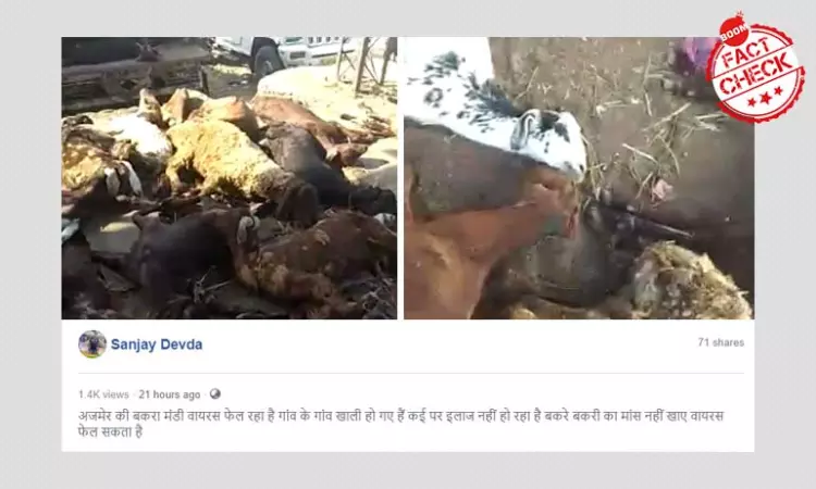 Old Video Shared As Goats Infected With COVID-19 In Ajmer