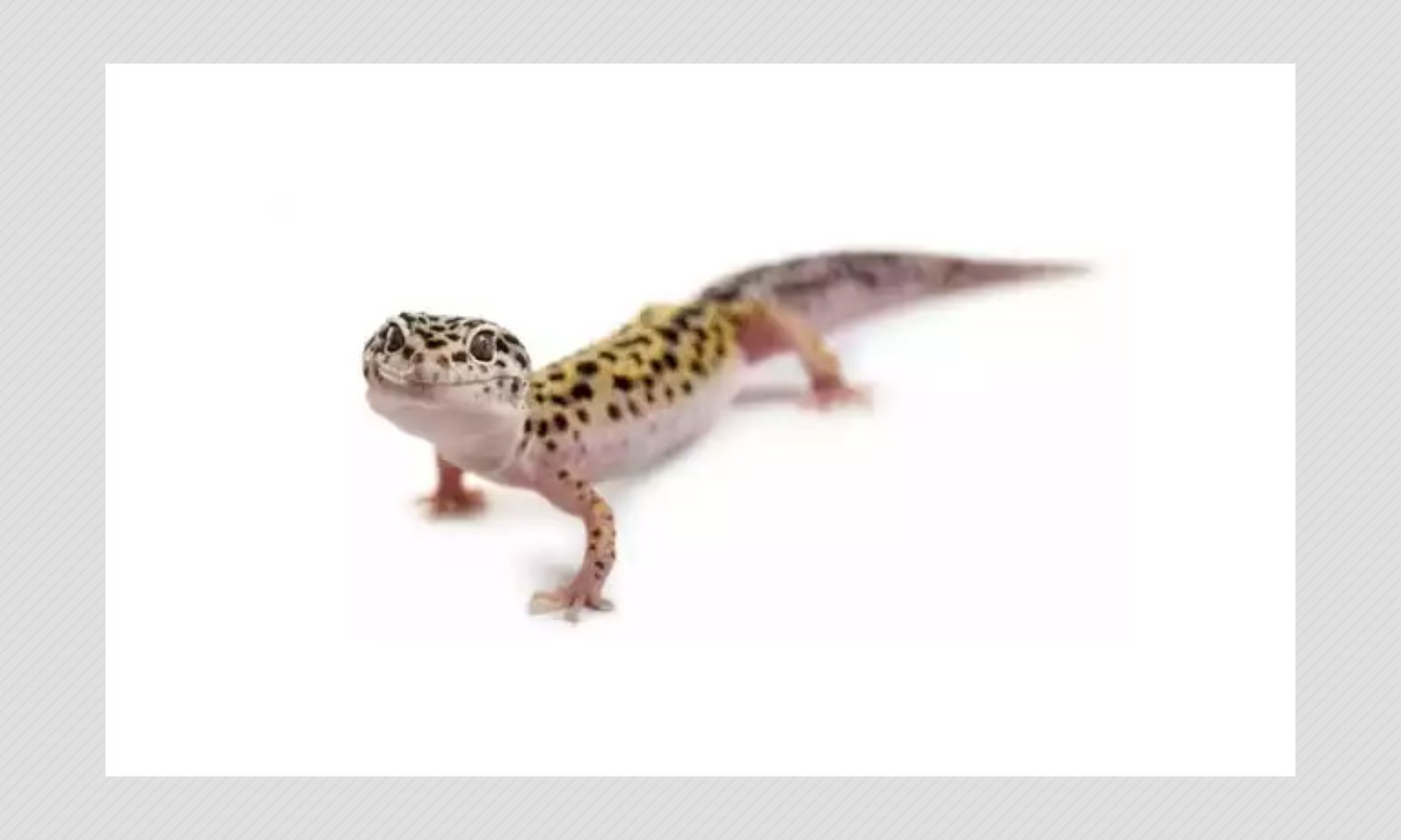 is a gecko an amphibian