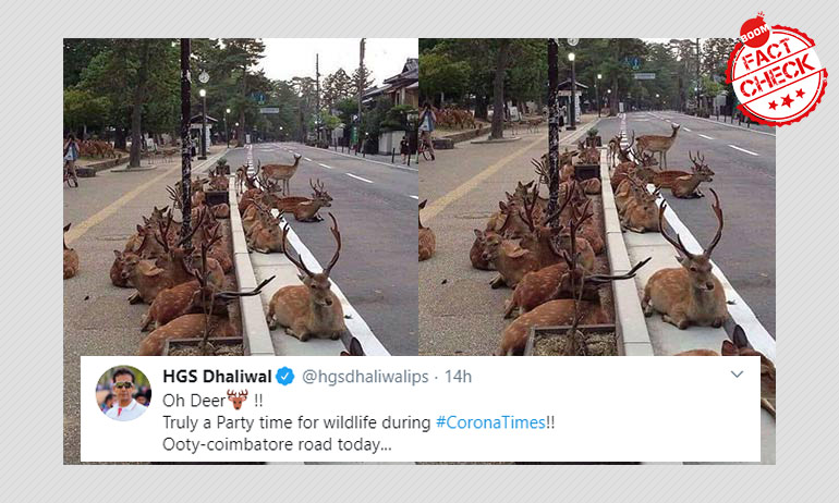 Oh Deer: Pic From Japan Peddled As Herd Spotted At Ooty-Coimbatore Road | BOOM Oh Deer: Pic From Japan Peddled As Herd Spotted At Ooty-Coimbatore Road | BOOM
