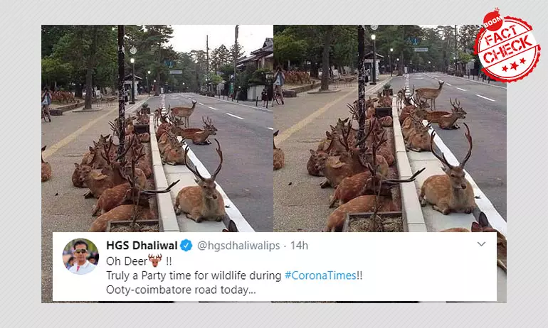Oh Deer: Pic From Japan Peddled As Herd Spotted At Ooty-Coimbatore Road