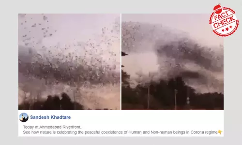 Video Of Birds Flocking In Ahmedabad Not Linked To COVID-19 Lockdown