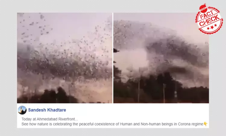 Video Of Birds Flocking In Ahmedabad Not Linked To COVID-19 Lockdown