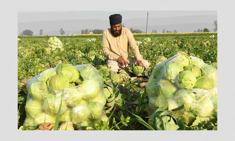 World Health Organisation Report Did Not Say Coronavirus Stays In Cabbage
