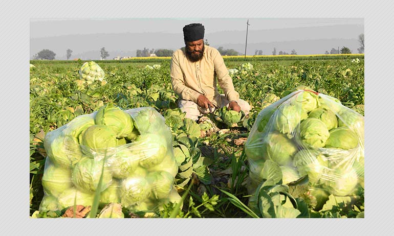 World Health Organisation Report Did Not Say Coronavirus Stays In Cabbage World Health Organisation Report Did Not Say Coronavirus Stays In Cabbage