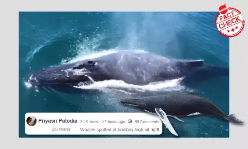 Video Of Whales Swimming In Indonesia Viral As Bombay High