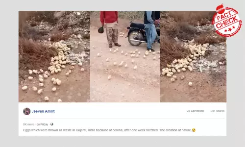 Video Of Chicks Hatching In The Open Not From India