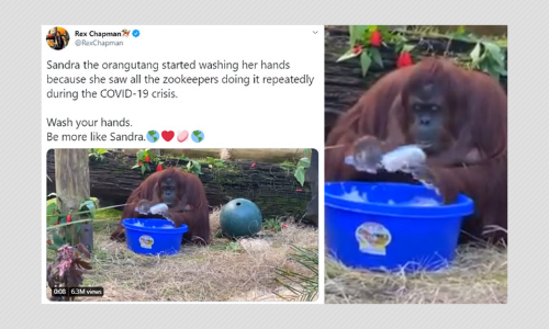 Video Of Orangutan Washing Hands Falsely Linked To COVID-19 Pandemic Video Of Orangutan Washing Hands Falsely Linked To COVID-19 Pandemic