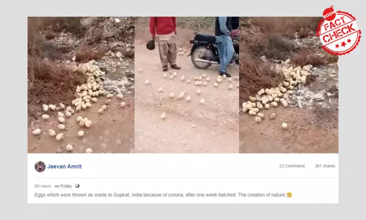 Video Of Chicks Hatching In The Open Not From India