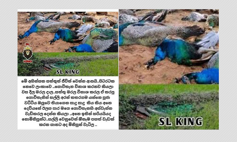 No, Peacocks In Sri Lanka Did Not Die Because Farmers Poisoned Them No, Peacocks In Sri Lanka Did Not Die Because Farmers Poisoned Them