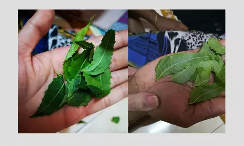 No, Neem Leaves Cannot Treat The Novel Coronavirus Either