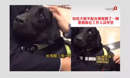 Quarantine Detector Dog Assaulted During Coronavirus Pandemic? Quarantine Detector Dog Assaulted During Coronavirus Pandemic?
