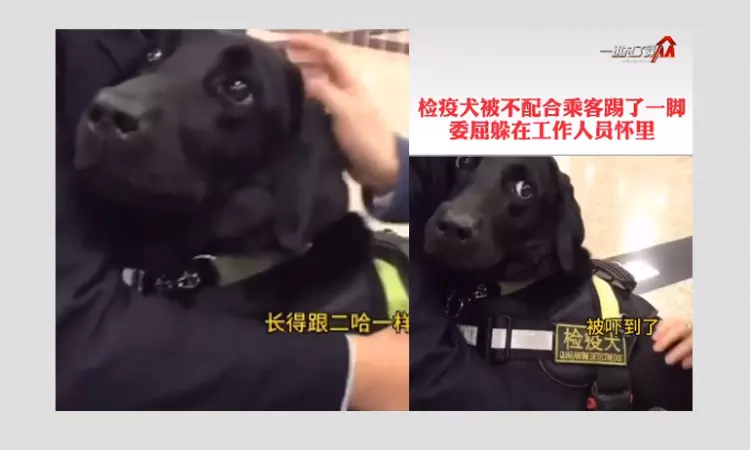 Quarantine Detector Dog Assaulted During Coronavirus Pandemic?