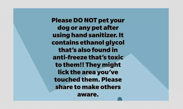 False: Pet Owners Should Not Touch Animals After Using Hand Sanitiser