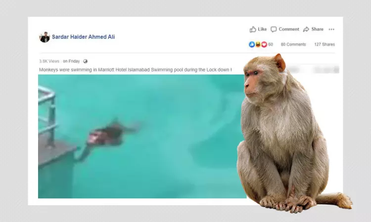 No, Monkeys Are Not Swimming In A Pool At Islamabad Marriott Hotel