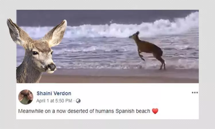 Old Video Of Deer On A Beach Resurfaces With COVID-19 Lockdown Spin