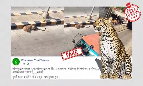 Video Of A Leopard Spotted On Hyderabad Road Viral As Mumbai