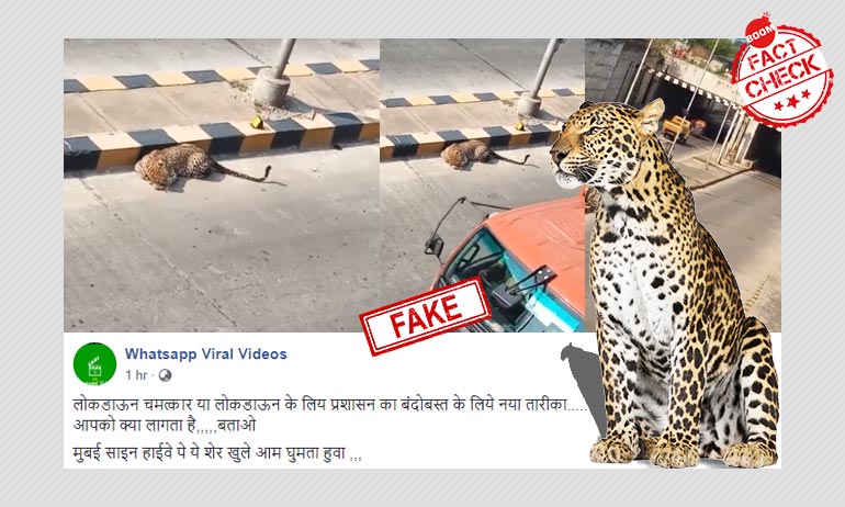 Video Of A Leopard Spotted On Hyderabad Road Viral As Mumbai Video Of A Leopard Spotted On Hyderabad Road Viral As Mumbai