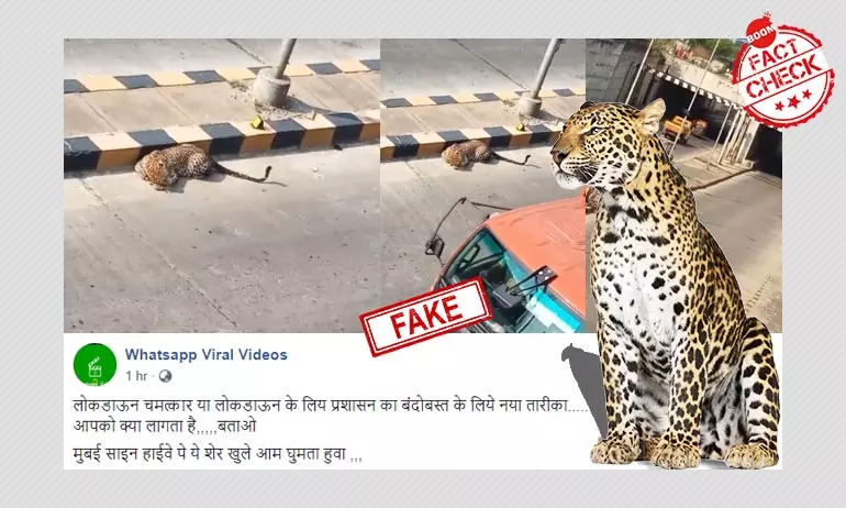 Video Of A Leopard Spotted On Hyderabad Road Viral As Mumbai