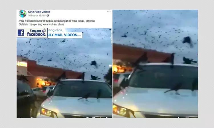 No, Black Birds Are Not Swarming In Texas After Attacking Wuhan, China