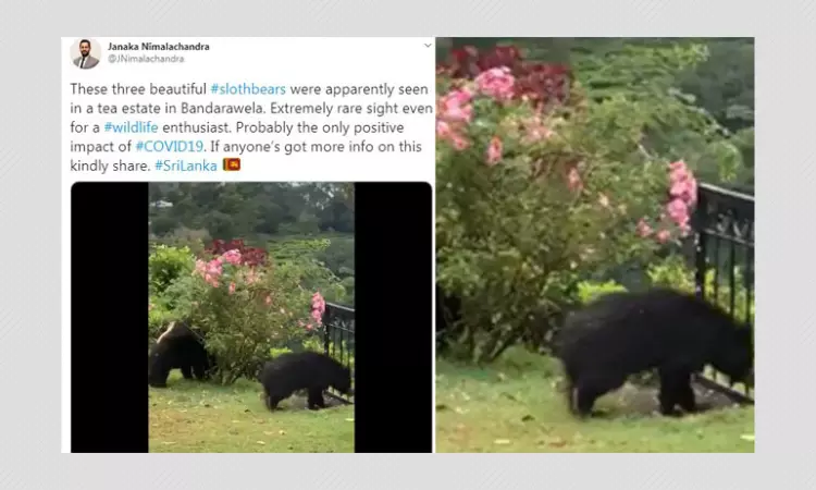 Were Rare Sloth Bears Spotted In Sri Lanka Due To COVID-19 Pandemic?