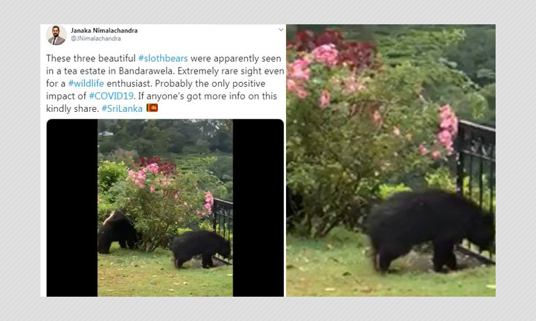 Were Rare Sloth Bears Spotted In Sri Lanka Due To COVID-19 Pandemic? Were Rare Sloth Bears Spotted In Sri Lanka Due To COVID-19 Pandemic?