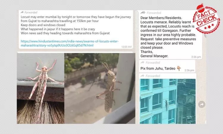 No Locust Swarms In Mumbai, BMC Refutes Viral Social Media Claims