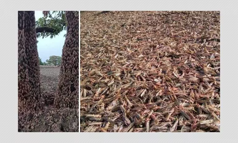 Desert Locust Swarms Attack Indian Farmlands: All You Need To Know