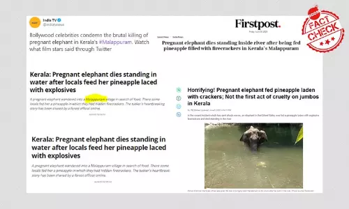 Tragic Death Of Pregnant Elephant In Kerala Fuels Bigotry, Disinformation