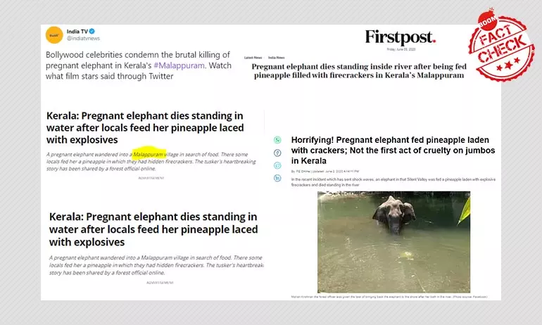 Tragic Death Of Pregnant Elephant In Kerala Fuels Bigotry, Disinformation