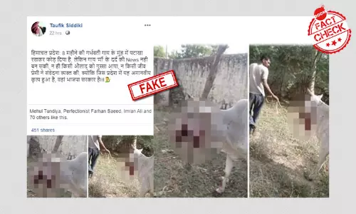 No, This Photo Does Not Show The Cow Who Was Injured In Himachal Pradesh