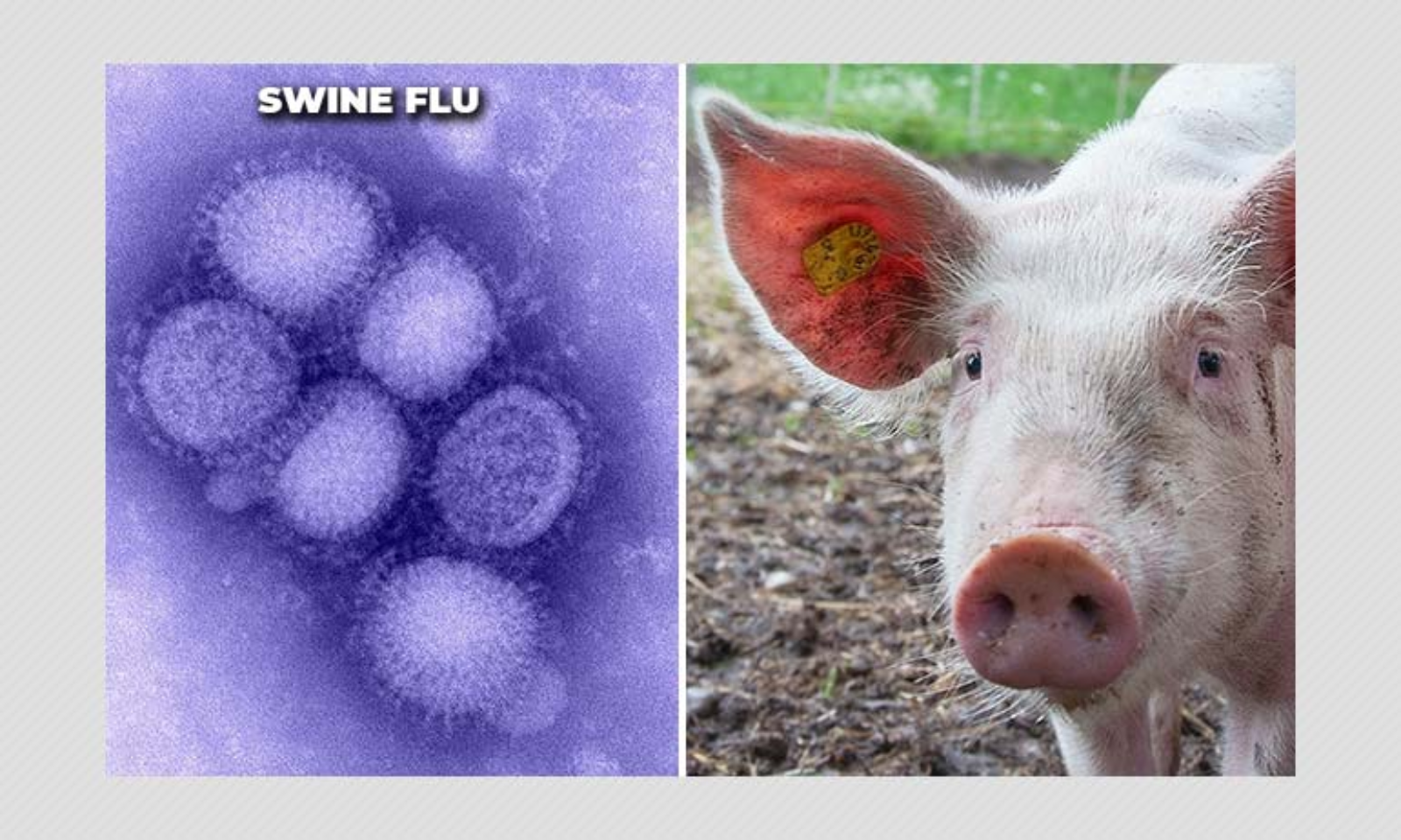 G4 EA H1N1: Novo vírus com potencial pandémico detetado na China