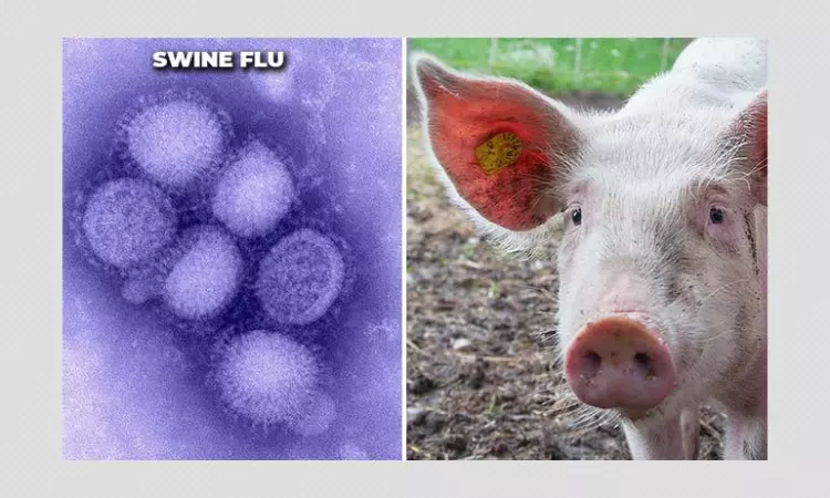New G4 Swine Flu Strain With Pandemic Potential Found In China