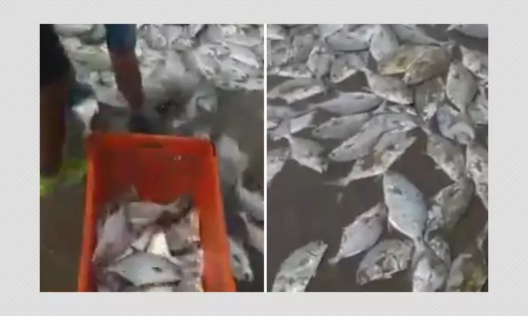 Video Of Fish On A Mexican Beach Shared As Video Shot In Bali
