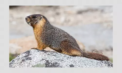 Bubonic Plague: Suspected Case Reported In Chinas Inner Mongolia