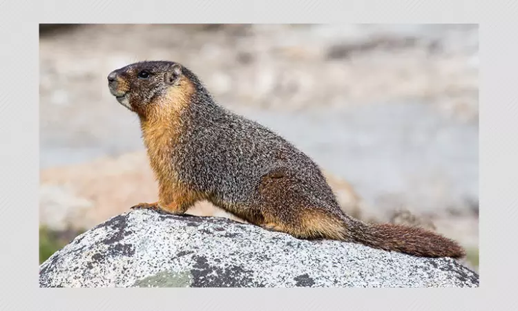 Bubonic Plague: Suspected Case Reported In Chinas Inner Mongolia