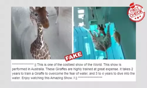 Animated Video Shared As Giraffes Performing Acrobatics In A Pool