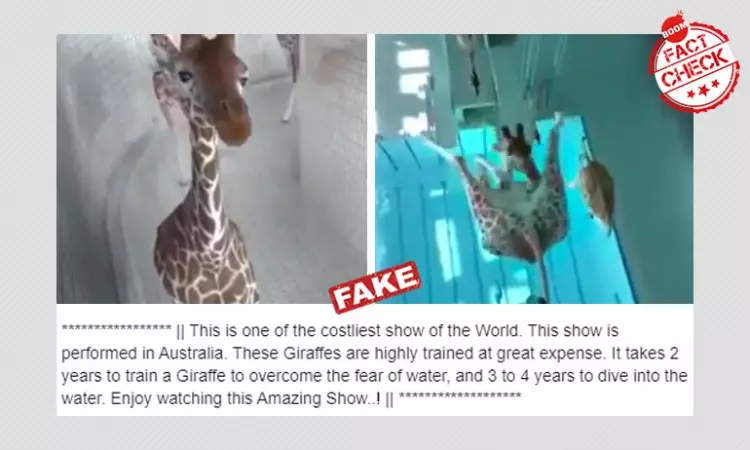 Animated Video Shared As Giraffes Performing Acrobatics In A Pool
