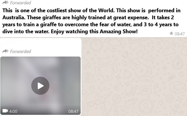 Animated Video Shared As Giraffes Performing Acrobatics In A Pool