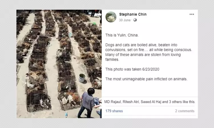 This Photo Of Caged Dogs Is Not From Yulin Annual Dog Meat Festival