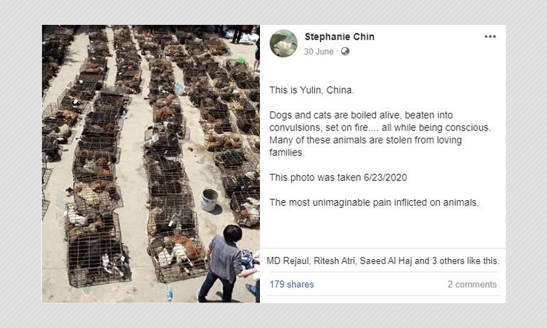 This Photo Of Caged Dogs Is Not From Yulin Annual Dog Meat Festival This Photo Of Caged Dogs Is Not From Yulin Annual Dog Meat Festival