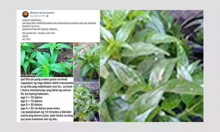 Misleading Posts Claim Snake Grass Can Kill Cancer Cells Misleading Posts Claim Snake Grass Can Kill Cancer Cells