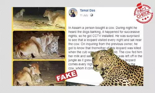 Photo Capturing Unlikely Leopard-Cow Bond Is Two Decades Old