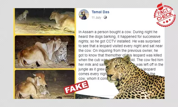 Photo Capturing Unlikely Leopard-Cow Bond Is Two Decades Old