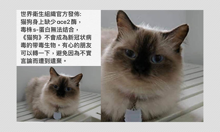 WHO Has Not Said Cats And Dogs Cannot Contract COVID-19 WHO Has Not Said Cats And Dogs Cannot Contract COVID-19