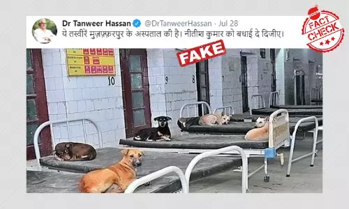 2017 Photo Of Dogs Lounging On Hospital Beds In Bihar Viral As Recent